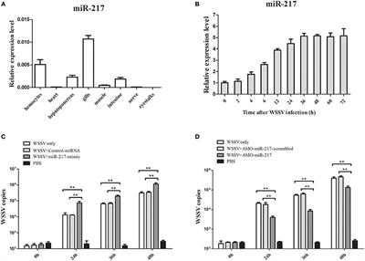 Host MicroRNA-217 Promotes White Spot Syndrome Virus Infection by Targeting Tube in the Chinese Mitten Crab (Eriocheir sinensis)